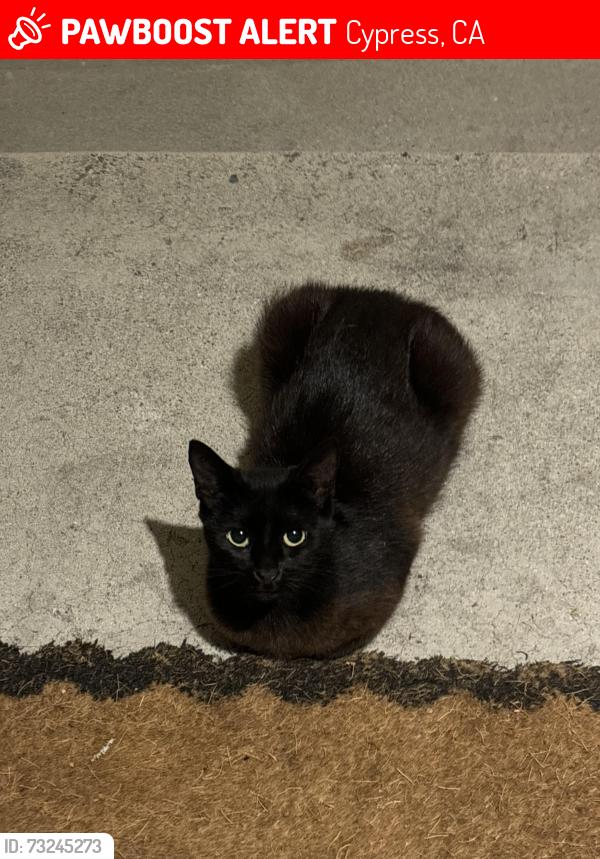 Lost Female Cat last seen Acacia Park, Cross streets Newman and walker, Cypress, CA 90630