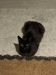 Lost Female Cat last seen Acacia Park, Cross streets Newman and walker, Cypress, CA 90630
