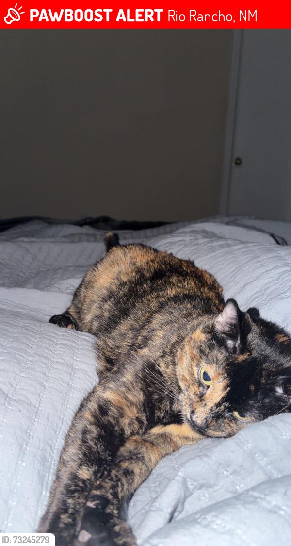 Lost Female Cat last seen Mesa grande loop, Rio Rancho, NM 87144