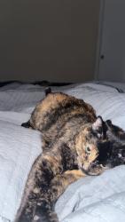Lost Female Cat last seen Mesa grande loop, Rio Rancho, NM 87144