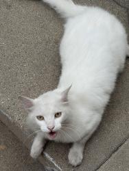 Found/Stray Unknown Cat last seen Lucerne and West Adams, Los Angeles, CA 90016