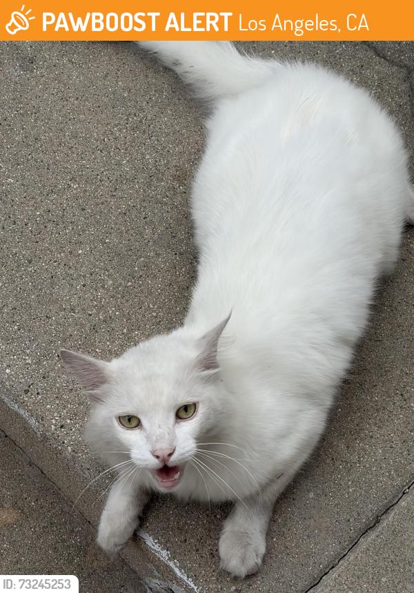 Found/Stray Unknown Cat last seen Lucerne and West Adams, Los Angeles, CA 90016