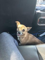 Lost Male Dog last seen Deborah street Tracy California, Tracy, CA 95376