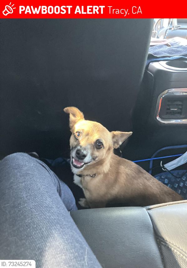 Lost Male Dog last seen Deborah street Tracy California, Tracy, CA 95376