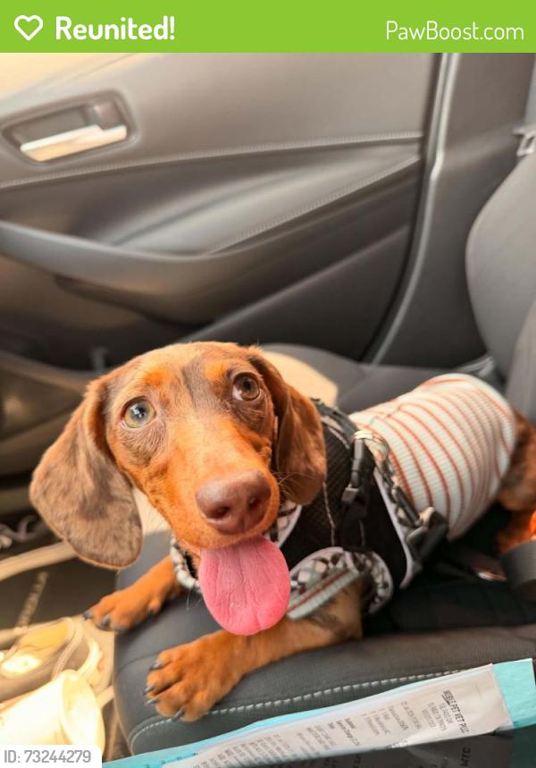 Reunited Female Dog last seen Orchard Park, Clint, TX 79836