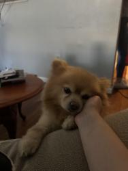 Reunited Male Dog last seen mar belo, millers, broadway, Long Branch, NJ 07740