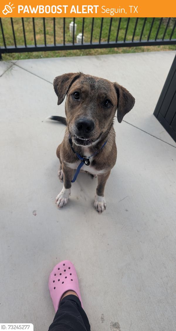 Rehomed Female Dog last seen Ilka Switch, Seguin, TX 78155