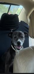 Reunited Female Dog last seen Near Freddie dr tuskeegee al close to the airport and interstate 65., Tuskegee, AL 36083