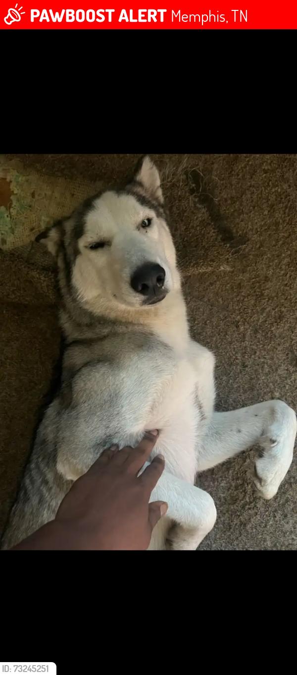 Lost Male Dog last seen Near Teal, Memphis, TN 38118