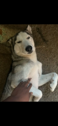 Lost Male Dog last seen Near Teal, Memphis, TN 38118