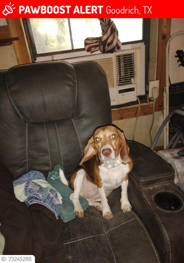 Lost Female Dog last seen Near, Goodrich, TX 77335