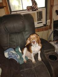 Lost Female Dog last seen Near, Goodrich, TX 77335
