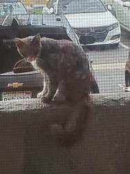 Found/Stray Unknown Cat last seen Camino Ruiz & Jade Coast Drive, San Diego, CA 92126