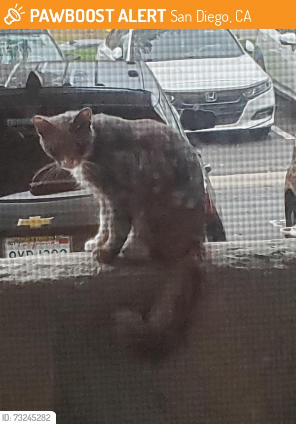 Found/Stray Unknown Cat last seen Camino Ruiz & Jade Coast Drive, San Diego, CA 92126