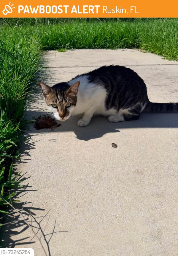 Found/Stray Male Cat last seen Lennard Scholl, Ruskin, FL 33570