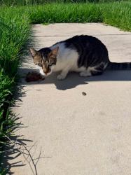 Found/Stray Male Cat last seen Lennard Scholl, Ruskin, FL 33570