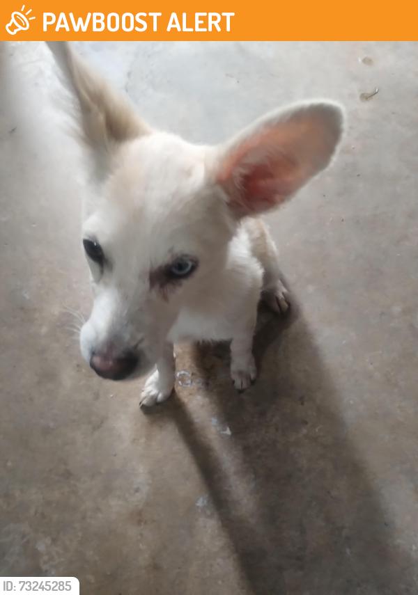 Found/Stray Female Dog last seen Calle villa cuenca y iscarlate, Soledad de Graciano Sánchez, S.L.P. 