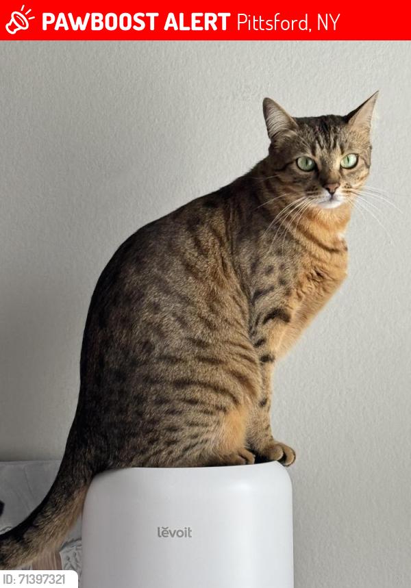 Lost Male Cat last seen Stone Rd & Tobey Rd, Pittsford, NY 14534