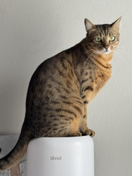 Lost Male Cat last seen Stone Rd & Tobey Rd, Pittsford, NY 14534