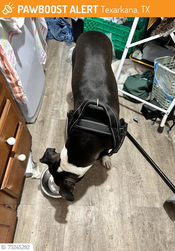 Found/Stray Female Dog last seen Spring Lake Park, Texarkana, TX 75503