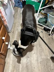Found/Stray Female Dog last seen Spring Lake Park, Texarkana, TX 75503