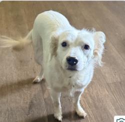 Lost Female Dog last seen South Huron River, South Rockwood, MI 48179