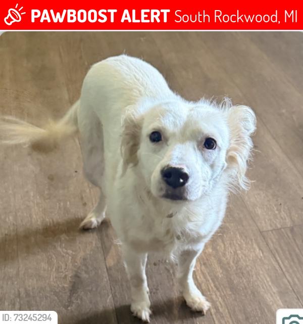 Lost Female Dog last seen South Huron River, South Rockwood, MI 48179