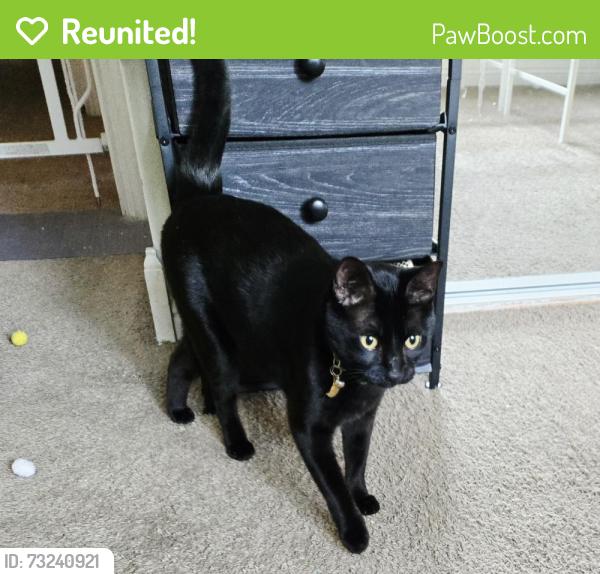 Reunited Male Cat last seen Mission, Escondido, CA 92027