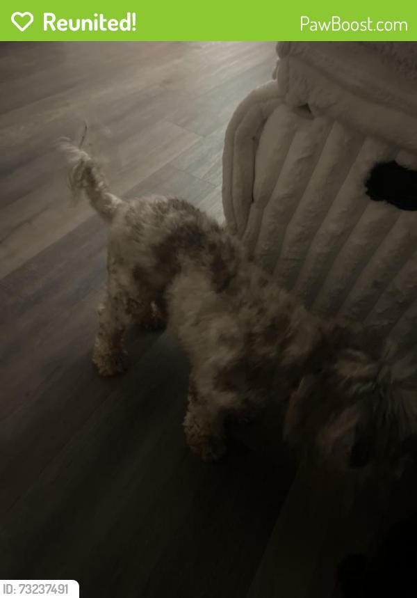 Reunited Male Dog last seen Shaver st, Pasadena, TX 77502