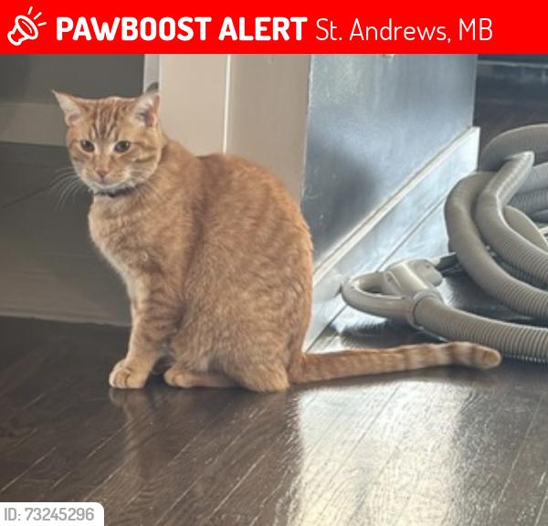 Lost Male Cat last seen Kelsey Trail, near Captain Kennedy Teahouse, St. Andrews, MB 