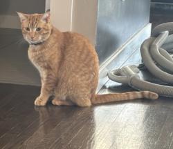 Lost Male Cat last seen Kelsey Trail, near Captain Kennedy Teahouse, St. Andrews, MB 