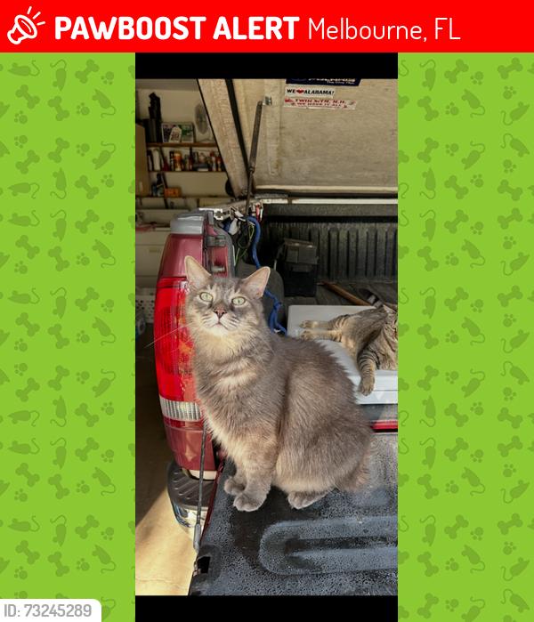 Lost Male Cat last seen Henry Avenue & Cottonwood Avenue in June Park, Melbourne, FL 32904