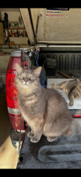 Lost Male Cat last seen Henry Avenue & Cottonwood Avenue in June Park, Melbourne, FL 32904