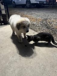 Lost Female Dog last seen newcut rd and old sowell mill pk columbia, Columbia, TN 38401