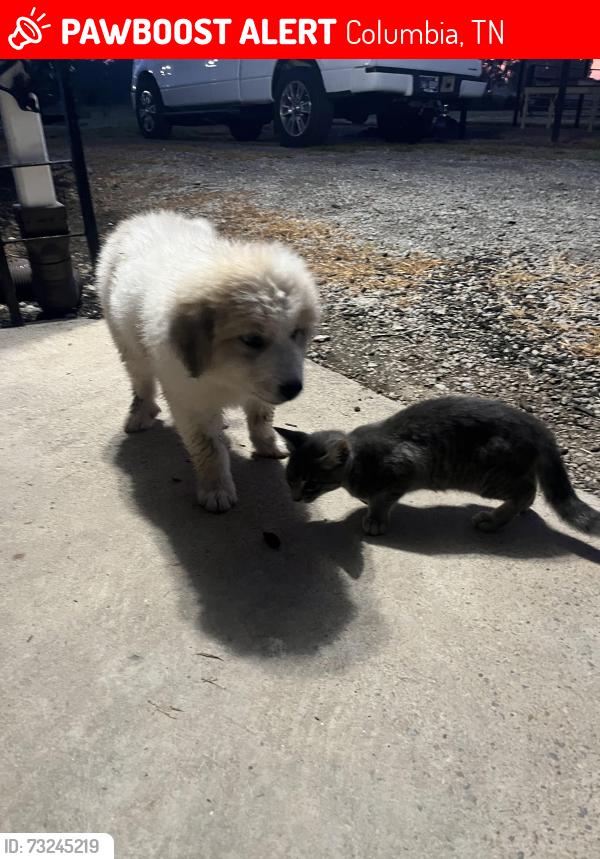 Lost Female Dog last seen newcut rd and old sowell mill pk columbia, Columbia, TN 38401