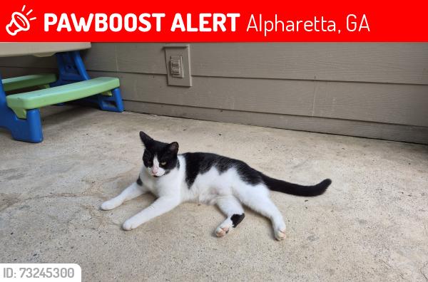 Lost Female Cat last seen Chantilly and Mayfield Rd, Alpharetta, GA 30004