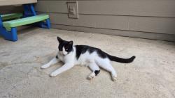 Lost Female Cat last seen Chantilly and Mayfield Rd, Alpharetta, GA 30004