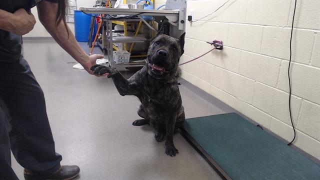 Shelter Stray Female Dog last seen Near BLOCK S YAMPA WAY AURORA CO 80017, 1241 W Bayaud Ave, Denver, CO 80223, USA