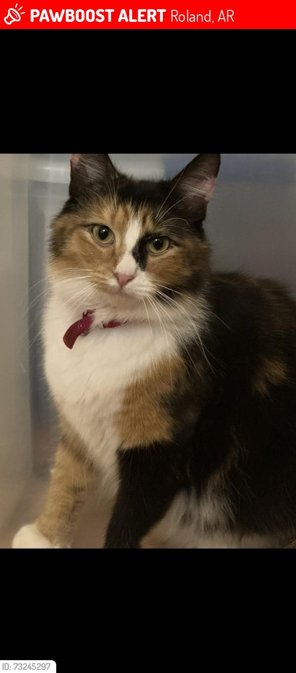 Lost Female Cat last seen Little Italy / Aww Paw Dr, Roland, AR 72135