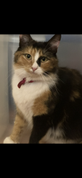 Lost Female Cat last seen Little Italy / Aww Paw Dr, Roland, AR 72135