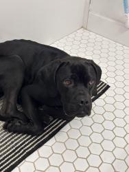 Found/Stray Male Dog last seen Johbson and Mc Callum street, Philadelphia, PA 19144