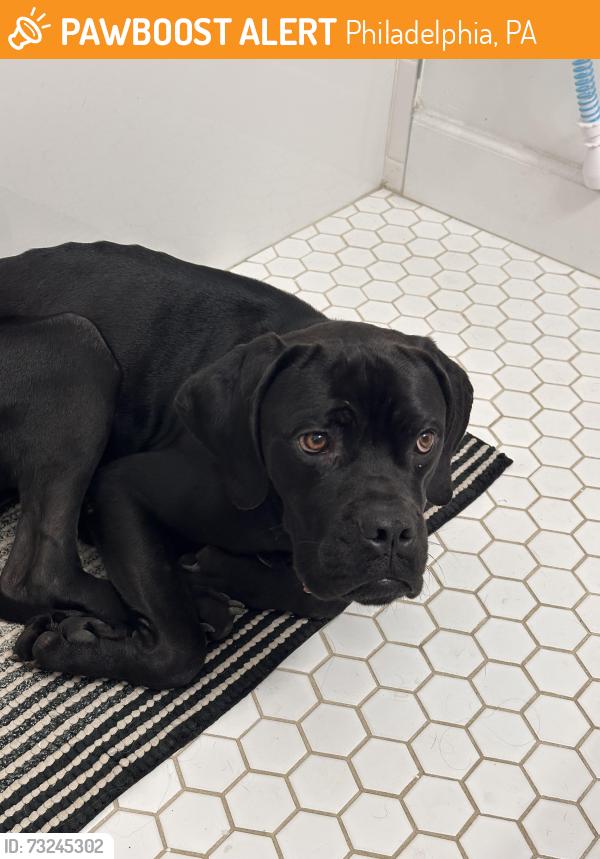Found/Stray Male Dog last seen Johbson and Mc Callum street, Philadelphia, PA 19144
