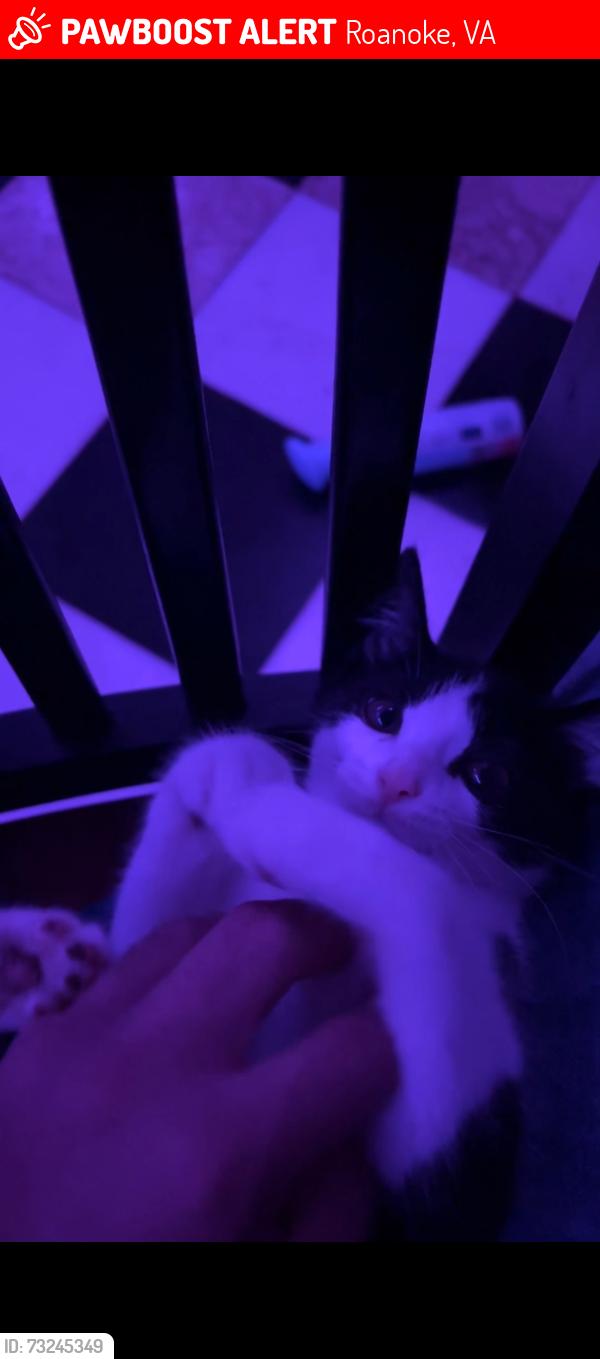 Lost Female Cat last seen Patterson, Roanoke, VA 24016