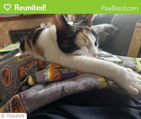 Reunited Female Cat last seen Longfellow and Pittsburg, Spokane, WA 99207