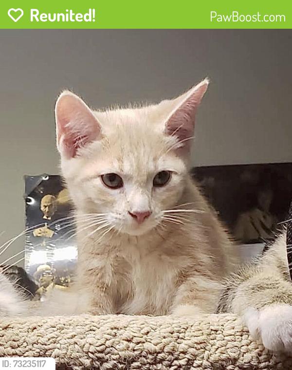 Reunited Male Cat last seen Near st and 136 ave, Edmonton, AB T5E 1V6