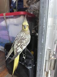 Reunited Unknown Bird last seen Truck stop 595, Davie, FL 33328