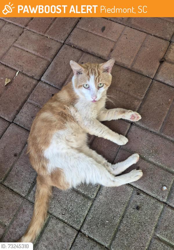 Found/Stray Male Cat last seen Piedmont Golf Course Rd, Piedmont, SC 29673