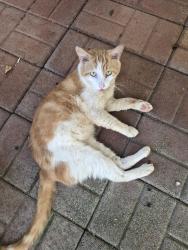 Found/Stray Male Cat last seen Piedmont Golf Course Rd, Piedmont, SC 29673