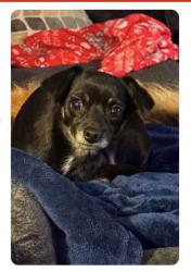 Lost Female Dog last seen 26 Mile between Jewell and Vandyke, Washington, MI 48094