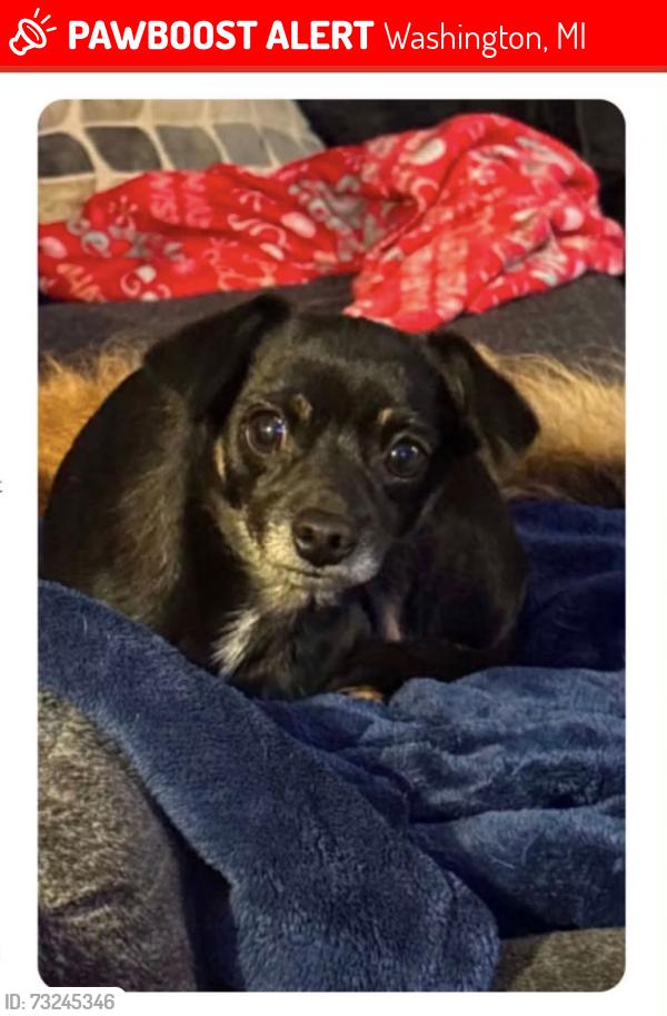Lost Female Dog last seen 26 Mile between Jewell and Vandyke, Washington, MI 48094